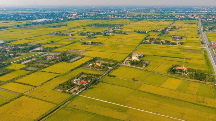 Những cánh đồng lúa Mùa trên địa bàn phường Nam Hoa Lư bước vào kỳ chín rộ. Ảnh: Ngọc Linh