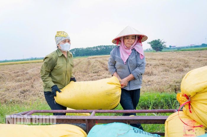 Thóc sau khi gặt, đóng bao được nông dân xã Vạn Thắng vận chuyển ngay về nhà phơi sấy, đảm bảo nhanh gọn, tránh thất thoát. Ảnh: Ngọc Linh