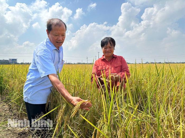 Cán bộ và nông dân HTX Nông nghiệp Nam Thành, xã Nam Đồng kiểm tra độ chín của lúa trước khi đưa máy xuống đồng thu hoạch. Ảnh: Nguyễn Lựu