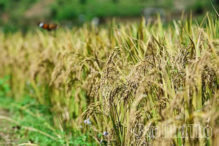 Những bông lúa chín vàng, trĩu hạt trên thửa ruộng bậc thang Bản Mừng.