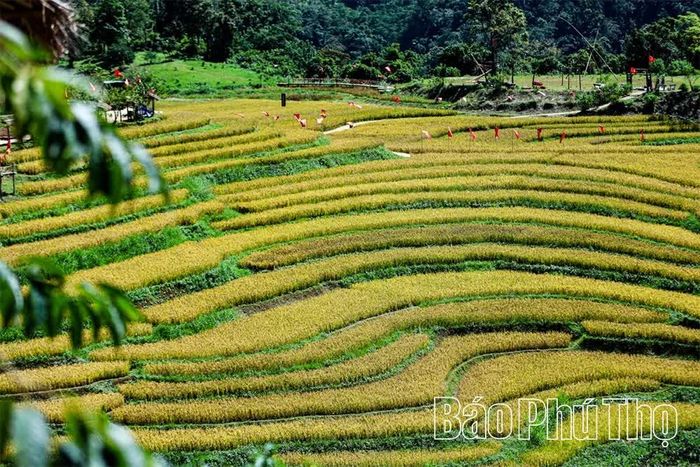 Ruộng bậc thang trở thành hình thức canh tác độc đáo, tạo nên nét truyền thống đậm bản sắc văn hóa của đồng bào các dân tộc sinh sống ở vùng cao.