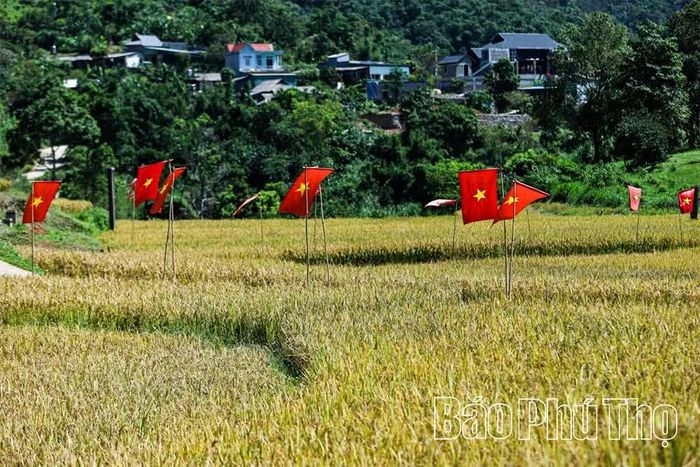 Cờ Tổ quốc tung bay phấp phới giữa những thửa ruộng vàng óng.