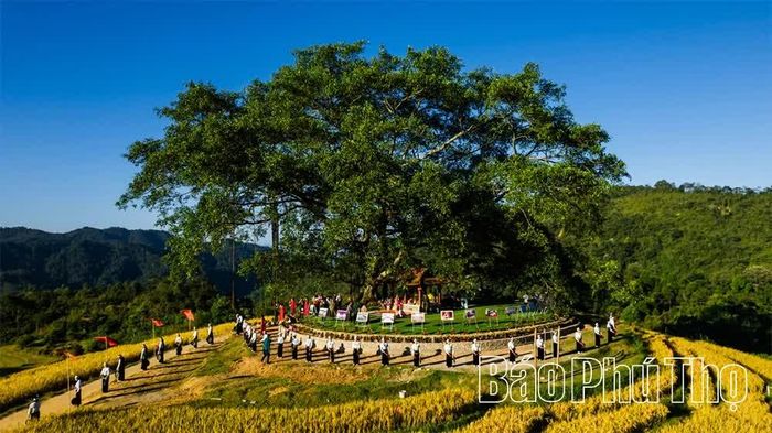 Ngôi miếu cổ nép mình dưới bóng cây đa hàng trăm năm tuổi, giữa những thửa ruộng bậc thang vàng óng.