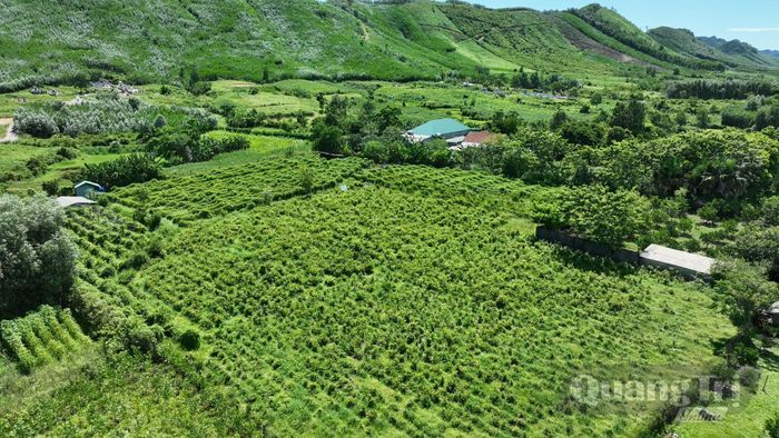 Mô hình trồng dược liệu của Hợp tác xã Dược liệu sạch Thủy Mai, xã Đồng Lê - Ảnh: Ngọc Trang