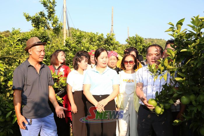 Mô hình trồng cây ăn quả của HTX Rau hoa quả và Dịch vụ nông nghiệp Mộc Châu, xã Tân Yên.