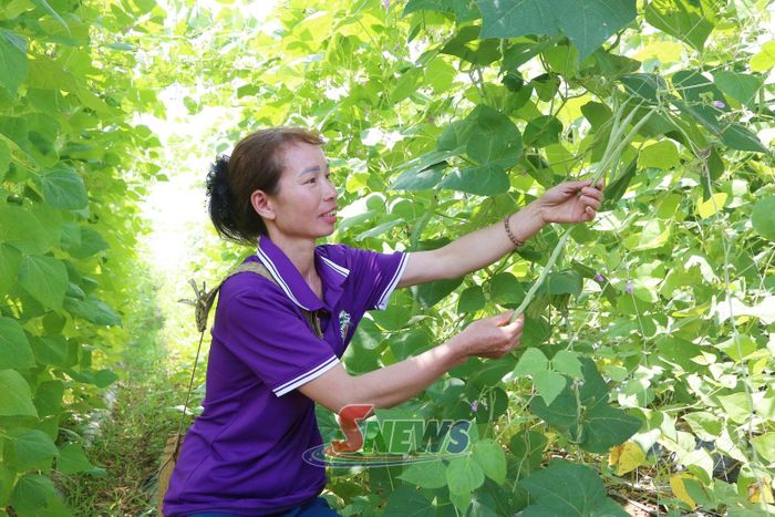 Thành viên HTX Đại Ngàn Yên Sơn, bản Phương Quỳnh, xã Yên Sơn thu hoạch rau, củ, quả.