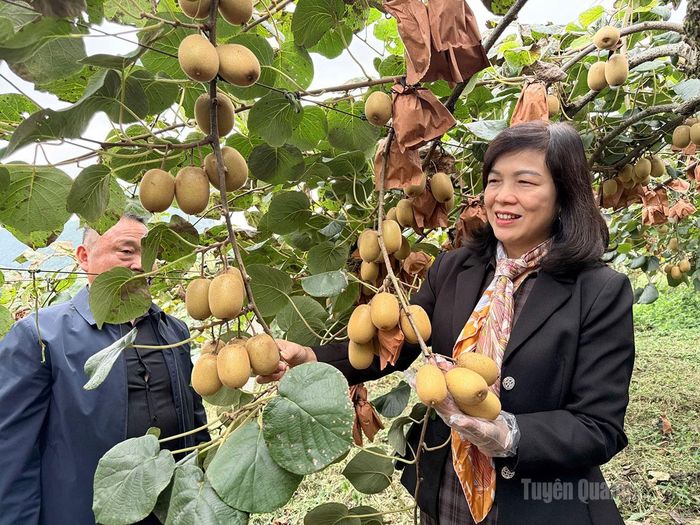 Đoàn khảo sát tình hình phát triển sản xuất nông nghiệp (mô hình trồng cây kiwi) tại thôn Tam Quang, trấn Hưng Nhai, huyện Tây Trù.