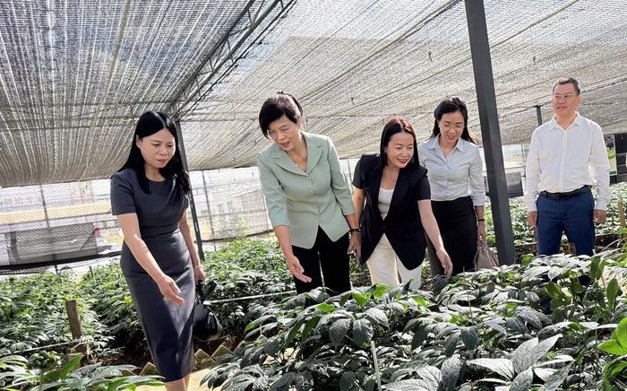 Đoàn khảo sát tình hình phát triển ngành công nghiệp tam thất tại Khu Công nghiệp Tam Thất Văn Sơn.