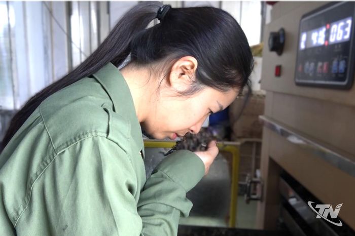 Bạn Sáng ứng dụng máy móc, phát triển đa dạng sản phẩm trà.
