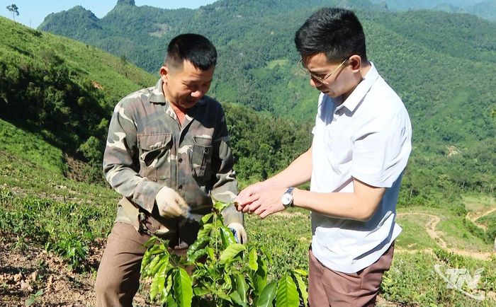 Cây cà phê sau khi trồng gần 7 tháng đang tiếp tục phát triển tốt, một số cây đã cao đến ngang thân người.