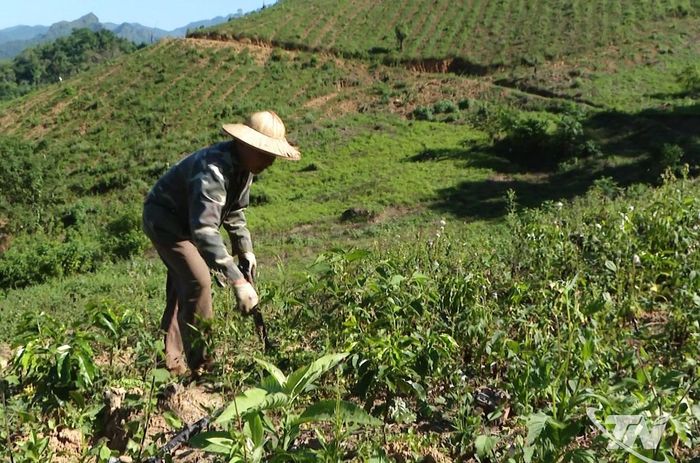 Ông Phạm Văn Nhất phát cỏ và chăm sóc cây cà phê sau khi trồng.