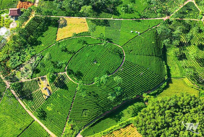 Với người dân Thái Nguyên, những câu hát trong bài “Chiều quê hương” có thể đánh thức ký ức về những đồi chè xanh ngút mắt.