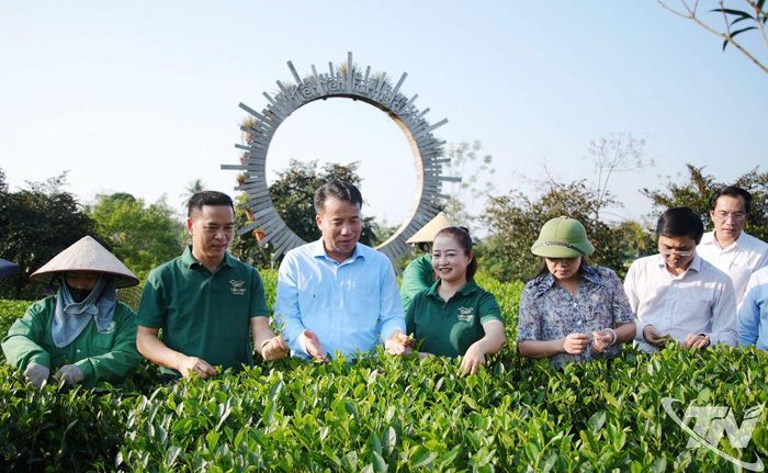 Đồng chí Chủ tịch UBND tỉnh Nguyễn Thế Mạnh thăm khu chè nguyên liệu của Hợp tác xã trà và du lịch cộng đồng Tiến Yên, xã Tân Cương.