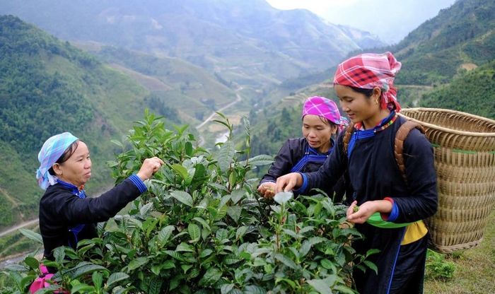 Phát triển sản xuất gắn với lợi thế địa phương góp phần tạo sinh kế, nâng cao thu nhập cho đồng bào vùng cao Lào Cai. Ảnh minh họa.