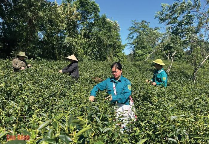 Người dân thôn Thị Ngân, xã Thạch An thu hoạch chè.