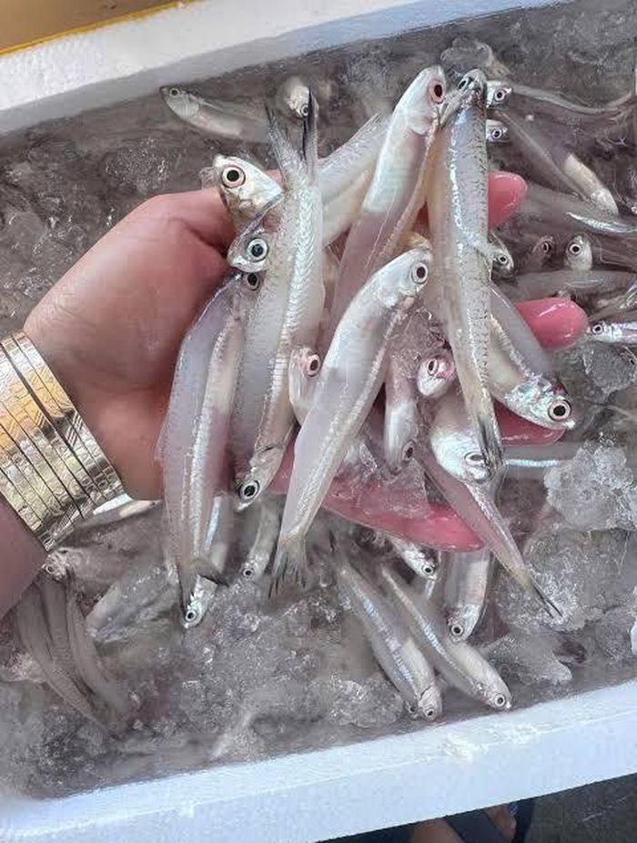 Cá cơm trỏng nổi bật với thân hình thon dài, màu trắng trong và thịt ngọt tự nhiên - Ảnh minh hoạ