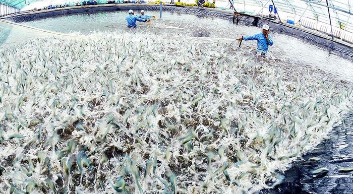 Trang trại nuôi tôm Việt Úc. Ảnh: Viet Uc Group.