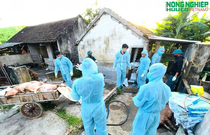 Hàng chục hộ chăn nuôi tại các xóm Nghĩa Bình, Bình Sơn và Đại Thành, xã Nghĩa Đồng có lợn mắc bệnh.