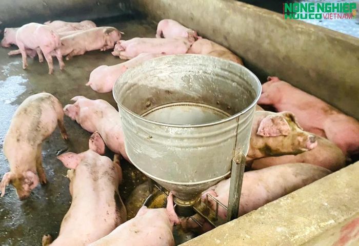 Bệnh dịch tả lợn châu Phi đang diễn biến phức tạp trên địa bàn xã Nghĩa Đồng.