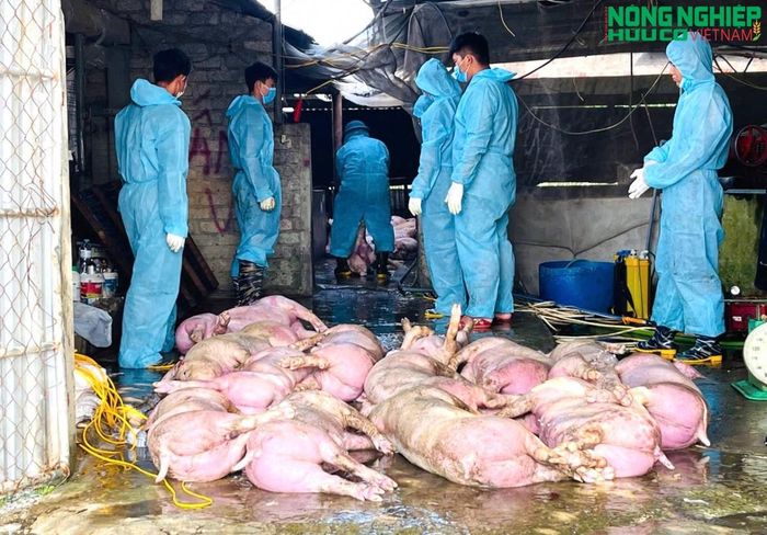 Lực lượng chức năng tiến hành thu gom số lợn nhiễm bệnh tại một gia trại trên địa bàn xóm Bình Sơn.