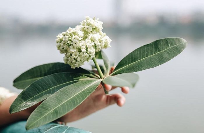 Tại Đại học Visva-Bharati, Ấn Độ, lá hoa sữa còn được dùng để tượng trưng cho tấm bằng tốt nghiệp.