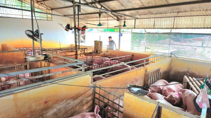 Đàn gia súc được nuôi nhốt bảo đảm vệ sinh môi trường tại điểm giết mổ gia súc, gia cầm tập trung tạm thời của hộ ông Nguyễn Hưng Thịnh xã Phúc Thọ. Ảnh: Ánh Dương
