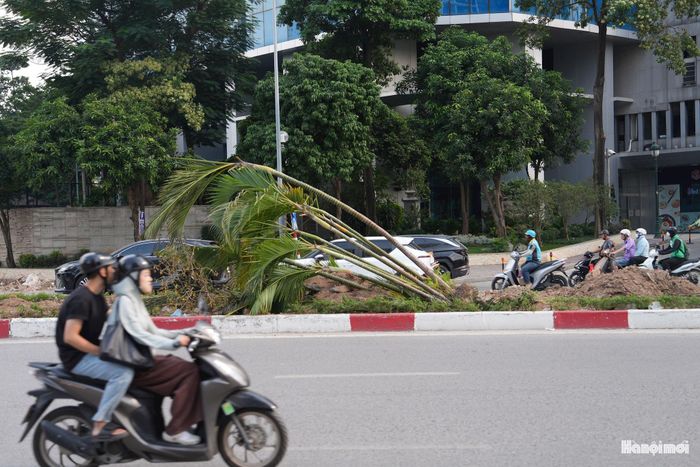 Công tác xử lý cây xanh được triển khai tại khu vực nằm trong phạm vi dự án.