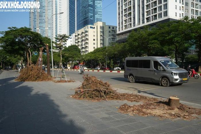 Những ngày gần đây, tại khu vực đầu đường Mễ Trì và cuối đường Dương Đình Nghệ, công nhân tiến hành cắt tỉa, di chuyển cây xanh ở hai bên đường và dải phân cách. Hoạt động này thu hút sự chú ý của người dân lưu thông qua khu vực.