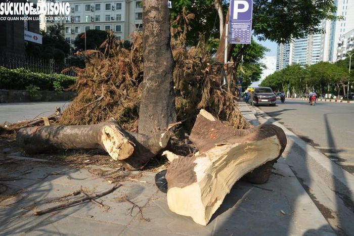 Phẫn thân cây chặt hạ và cành được đơn vị thi công tạm gom trên vỉa hè trước khi 