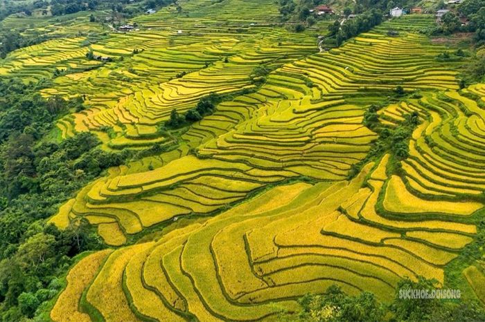 Những thửa ruộng bậc thang uốn lượn, xếp tầng nối tiếp nhau trên sườn núi. Ảnh: Anh Đoàn