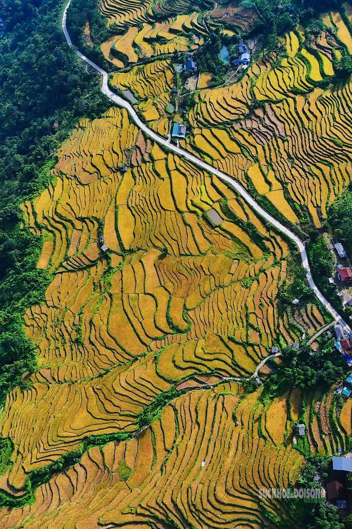 Từ trên cao, ruộng bậc thang như những đường vân mềm mại giữa núi rừng. Ảnh: Anh Đoàn