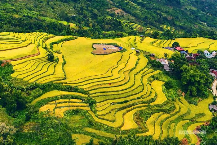 Sắc vàng của lúa chín trải rộng khắp các triền đồi, tạo nên cảnh quan rực rỡ. Ảnh: Anh Đoàn