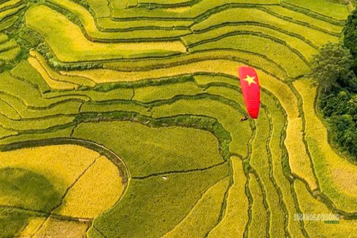 Cánh dù lượn mang hình cờ Tổ quốc nổi bật trên những thửa ruộng bậc thang vàng óng. Ảnh: Anh Đoàn