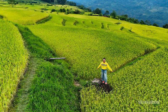 Lưu giữ khoảnh khắc giữa những thửa ruộng lúa chín ở Hồng Thái. Ảnh: Anh Đoàn