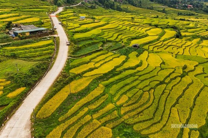 Con đường chạy giữa những thửa ruộng bậc thang vào mùa lúa chín. Ảnh: Anh Đoàn