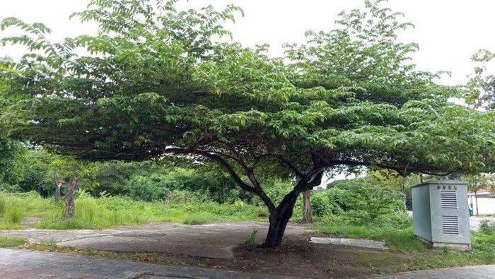Hà Nội cấm trồng cây Trứng cá ở khu công cộng với lý do trẻ em leo trèo hái quả; quả rụng ảnh hưởng vệ sinh đường phố.