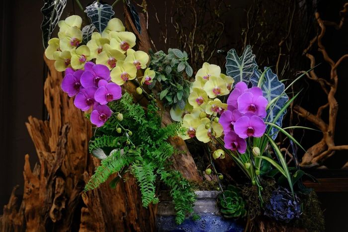  Một số chậu lan hồ điệp leo lũa gỗ có giá đắt đỏ. Ảnh: Flora Holic.