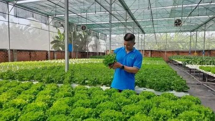 Trồng rau công nghệ cao tại Hợp tác xã nông nghiệp Tuấn Ngọc. (Ảnh: KHÁNH TRÌNH)