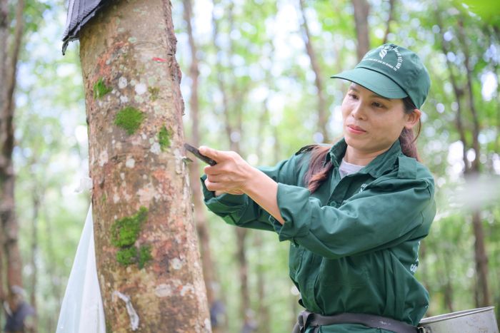  Công nhân khai thác mủ tại vườn cây. Ảnh: DUY TRẦN 