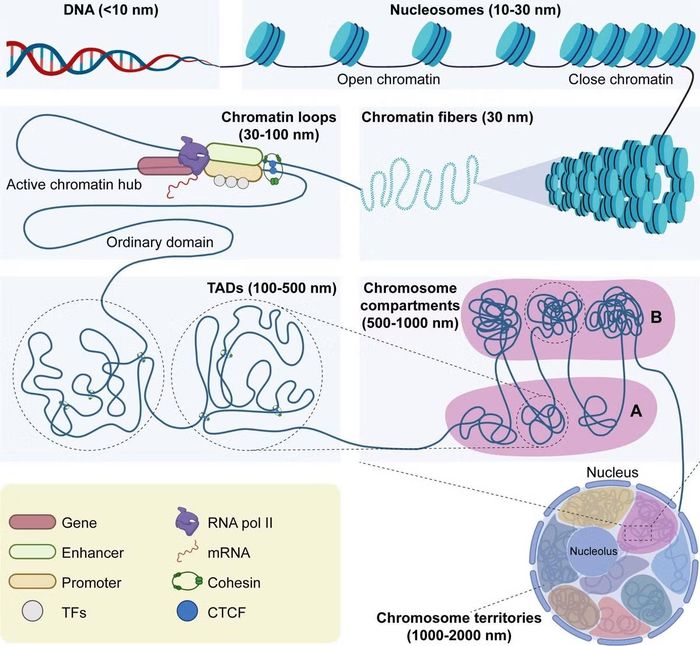 Cấu trúc DNA ba chiều có thể ảnh hưởng đến hoạt động gene.