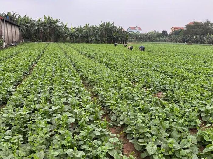 Vùng trồng rau sạch trên địa bàn xã Phật Tích, TP Bắc Ninh.