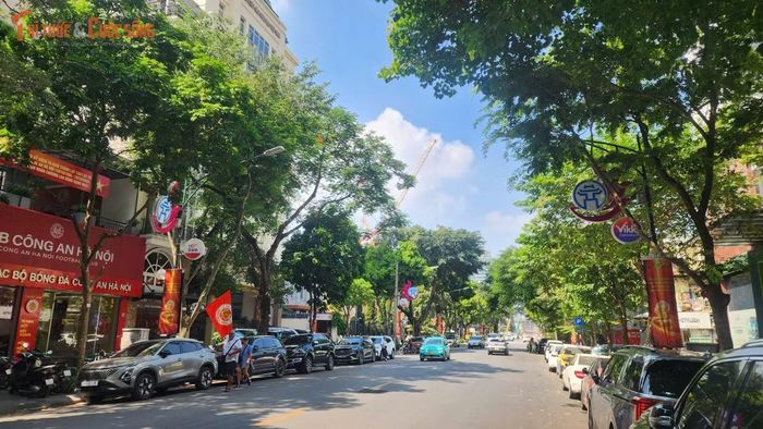 Hàng cây trên phố Trần Hưng Đạo.