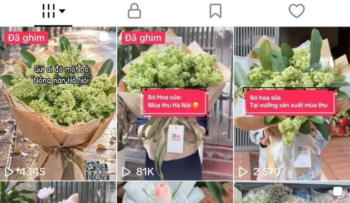 Vốn kinh doanh hoa sáp và hoa lụa trực tuyến, thấy hoa sữa nở rộ cuối thu, chị nhờ người hái, bó thành bó rồi đăng video lên mạng xã hội. Không ngờ, video bất ngờ lan truyền rộng rãi, kéo theo nhiều lời hỏi mua và phản ứng tích cực trên mạng xã hội.