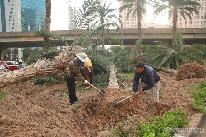 Công tác xử lý cây xanh được triển khai trong phạm vi phục vụ thi công công trình, nhằm bảo đảm mặt bằng theo phương án đã được phê duyệt.