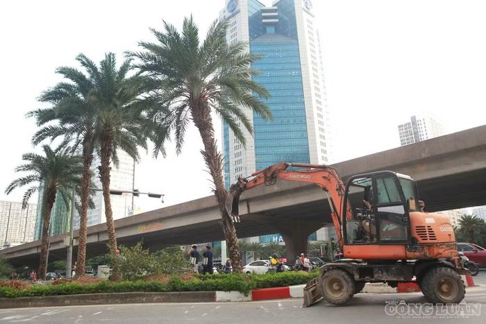 Một số cây còn lại đang được đơn vị chuyên môn đào gốc, đánh chuyển đến vị trí khác.