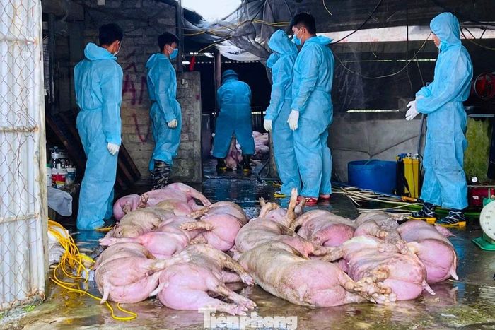 Nghệ An ghi nhận hơn 30 ổ dịch tả lợn châu Phi, khoảng 7.500 con lợn buộc phải tiêu hủy.
