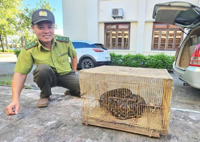 Người dân ở Huế tự nguyện giao nộp trăn đất nặng 10kg.