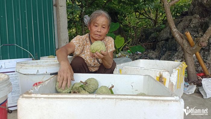 Na không chỉ tiêu thụ trong tỉnh mà được các thương lái đến tận vườn thu mua.