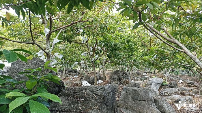 Na đặc biệt phù hợp với thổ nhưỡng, khí hậu nơi đây.
