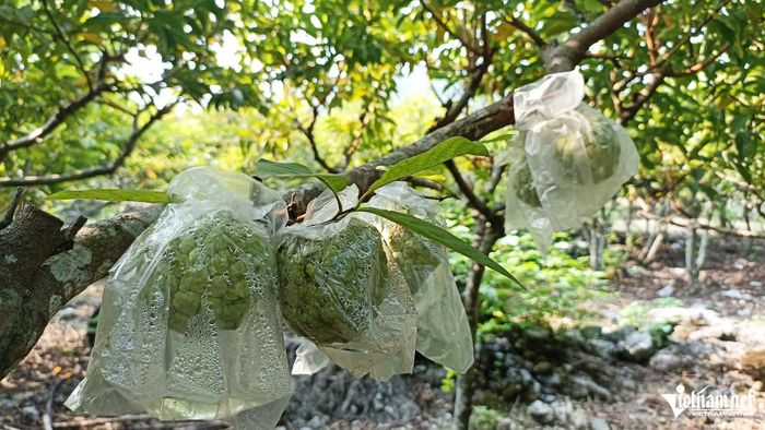 Mỗi năm, người dân địa phương thu về cả trăm triệu đồng từ loại cây ăn quả này.